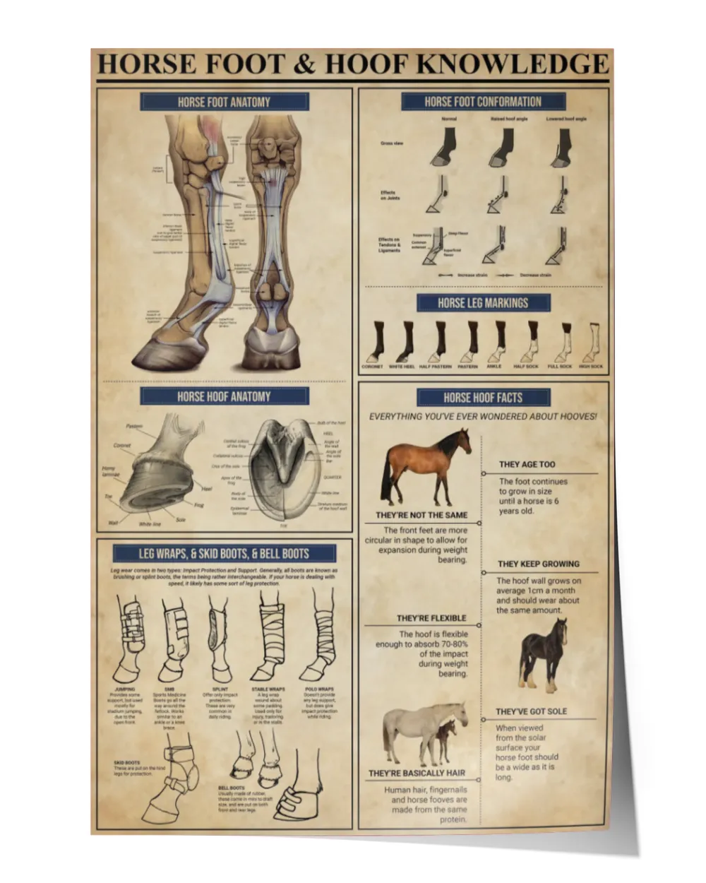 home decor poster horse foot and hoof knowledge poster ideal gift