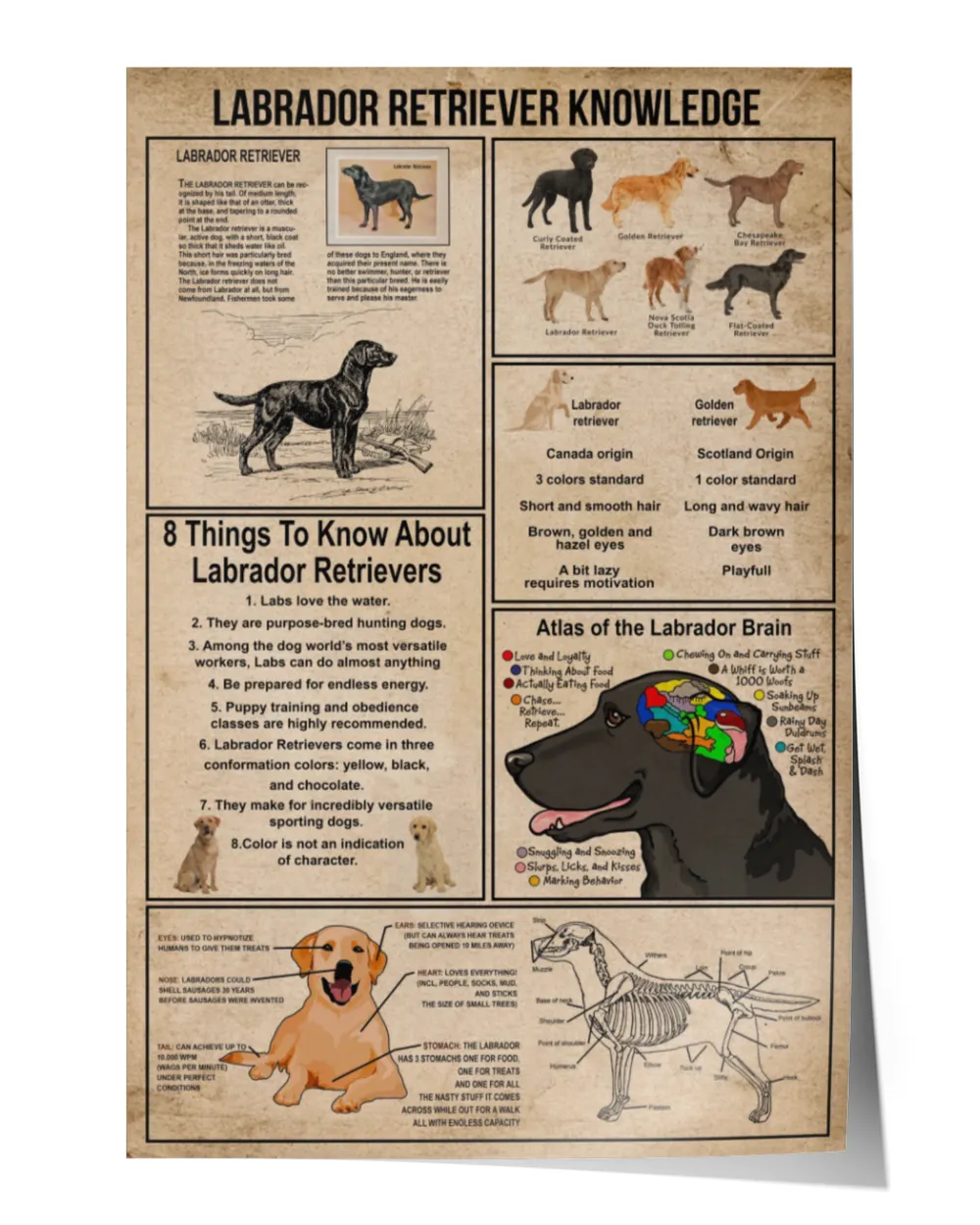 Labrador Retriever Knowledge Poster, Labrador Retriever Poster