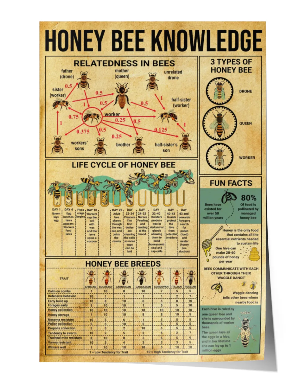 Honey Bee Knowledge Poster, Honey Bee Poster, Relatedness Poster, Modern Artwork Poster