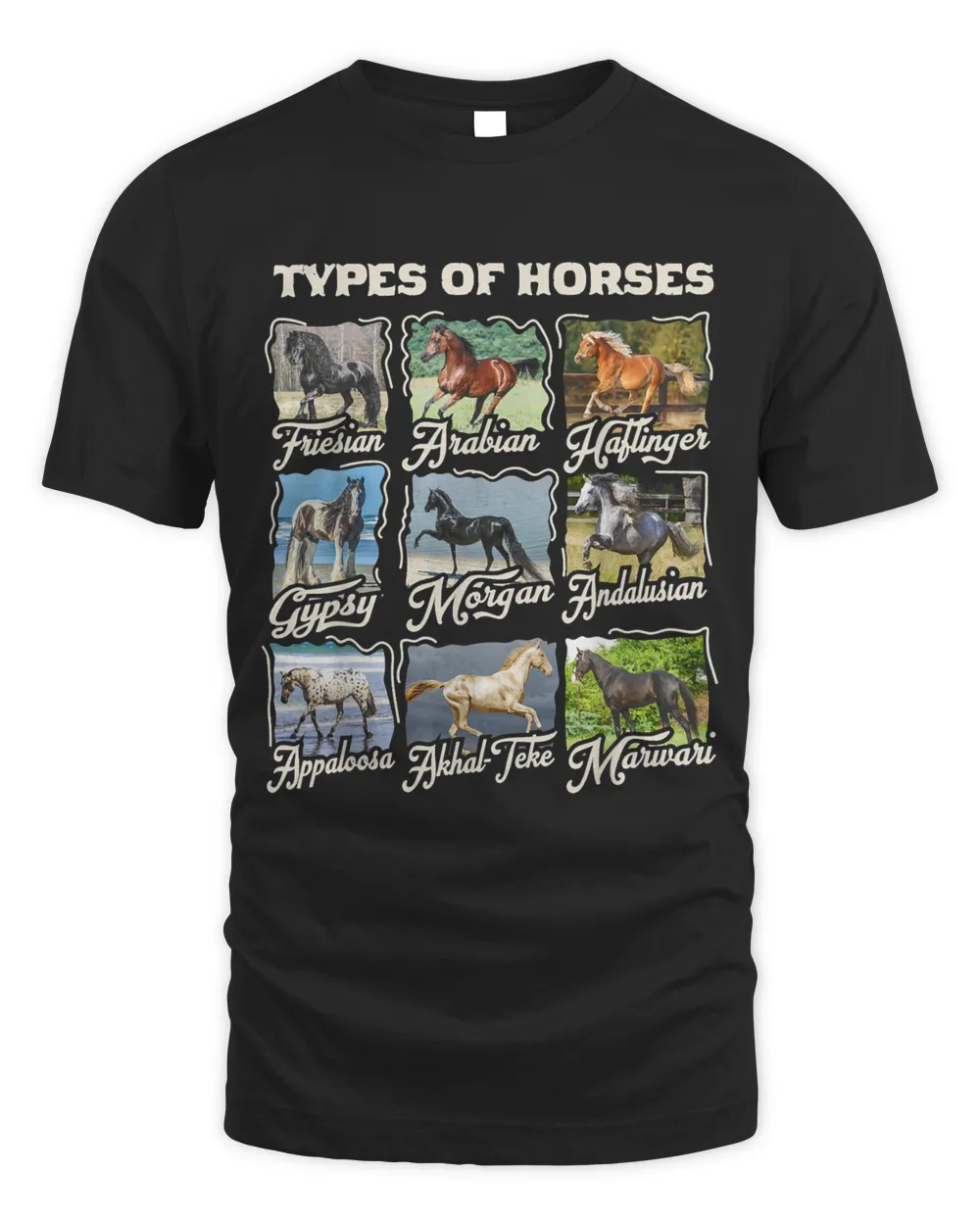 Types Of Horses Breeds Equestrian Horseback Riding Girls