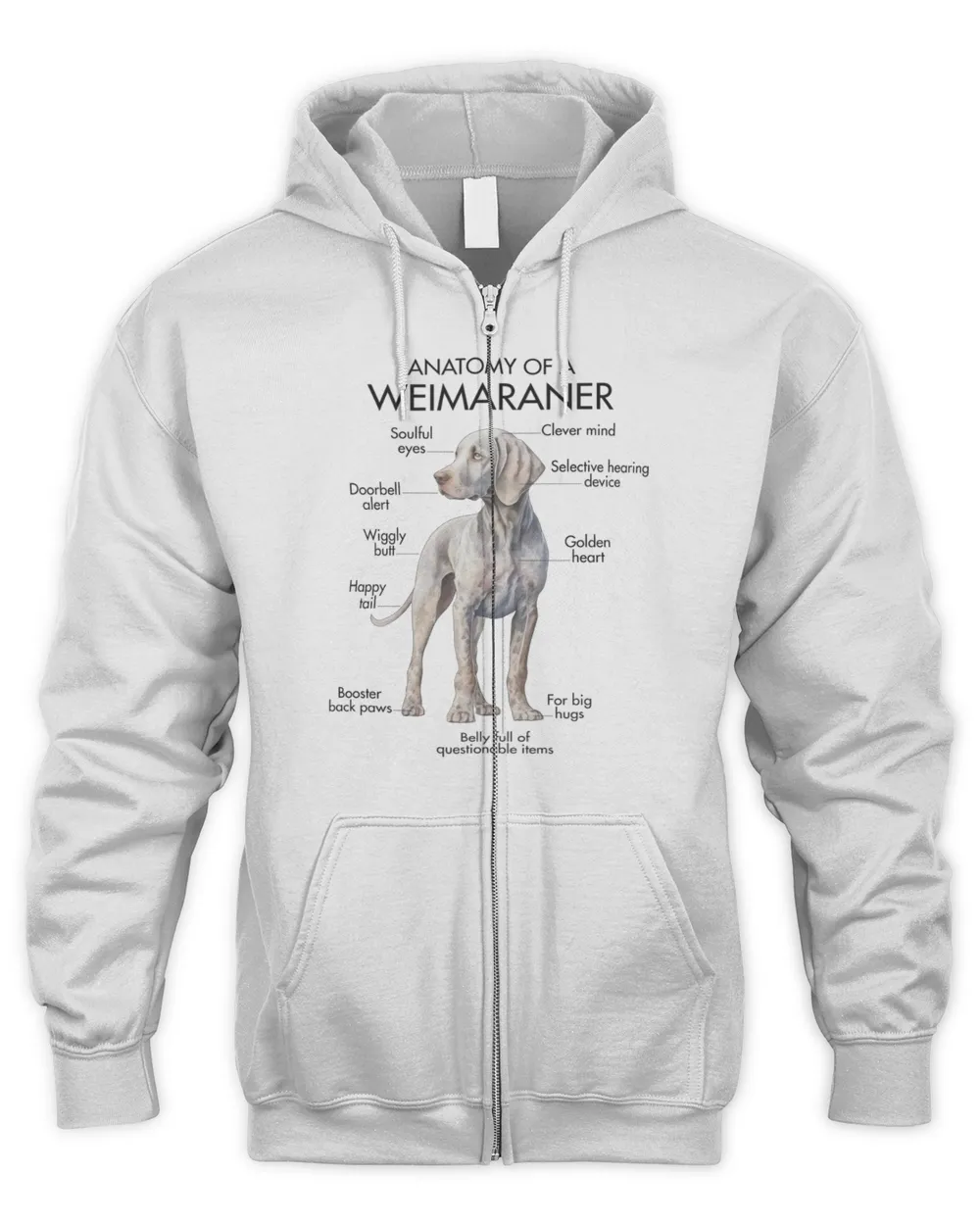 Anatomy Of A Weimaraner