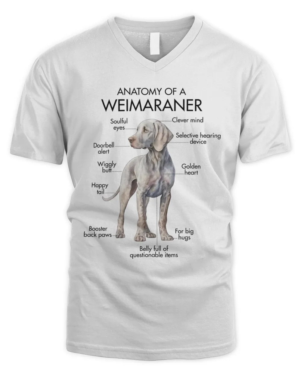 Anatomy Of A Weimaraner
