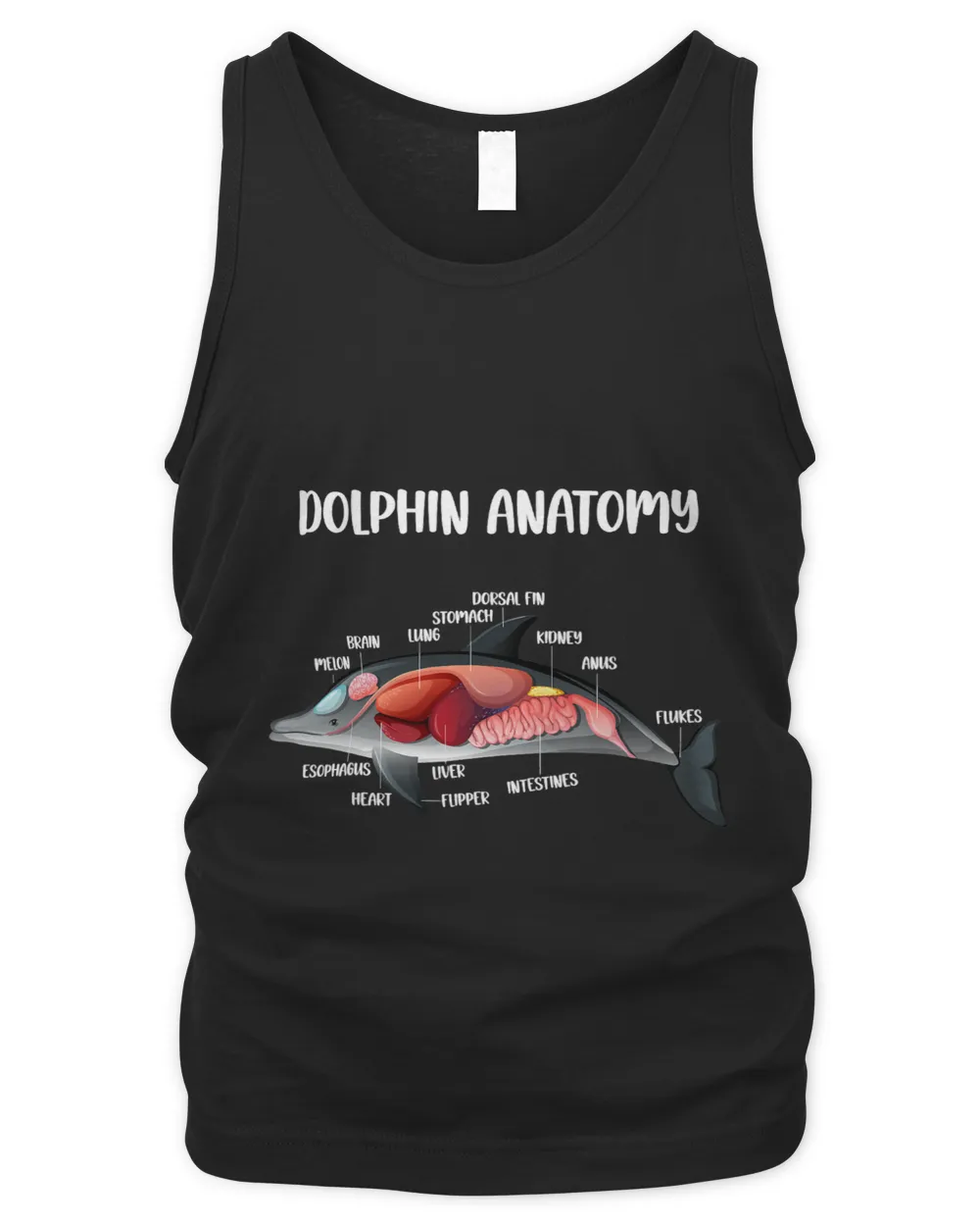 Anatomy Of A Dolphin Anatomical Doctor Veterinarian Medical