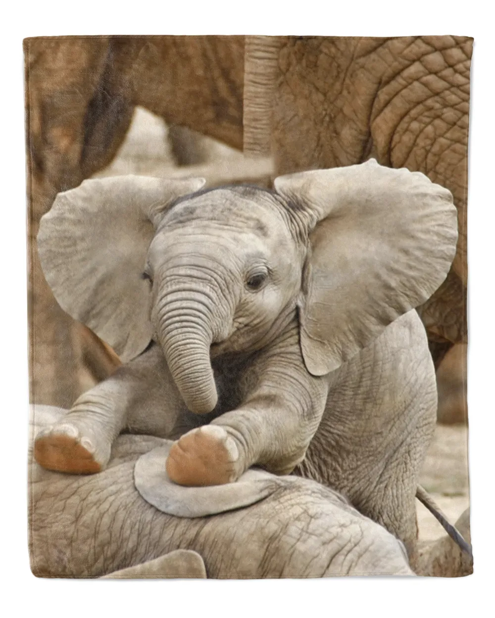 Elephant cute baby