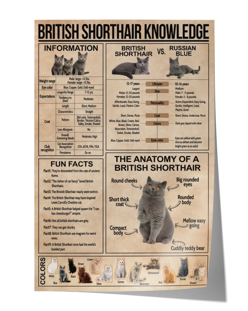 British Shorthair Knowledge