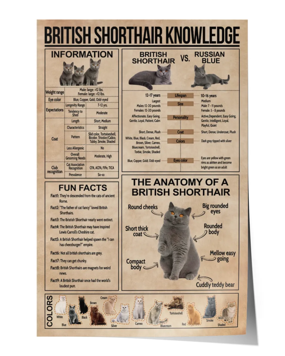 British Shorthair Knowledge