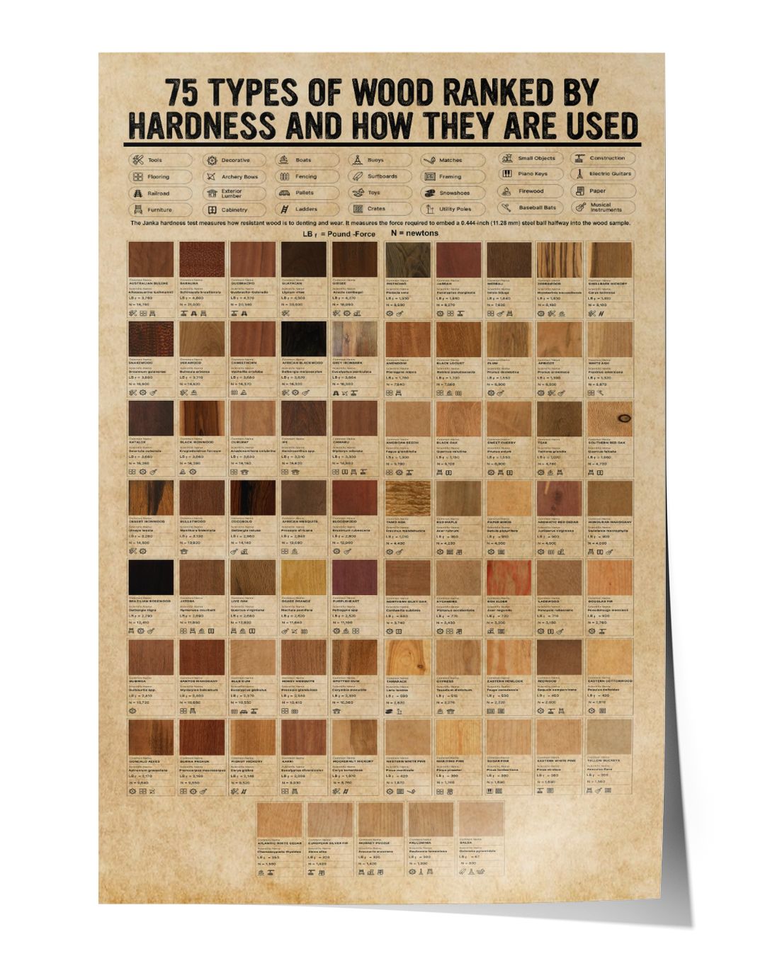 75 Types Of Wood Ranked By Hardness And How They Are Used Knowledge