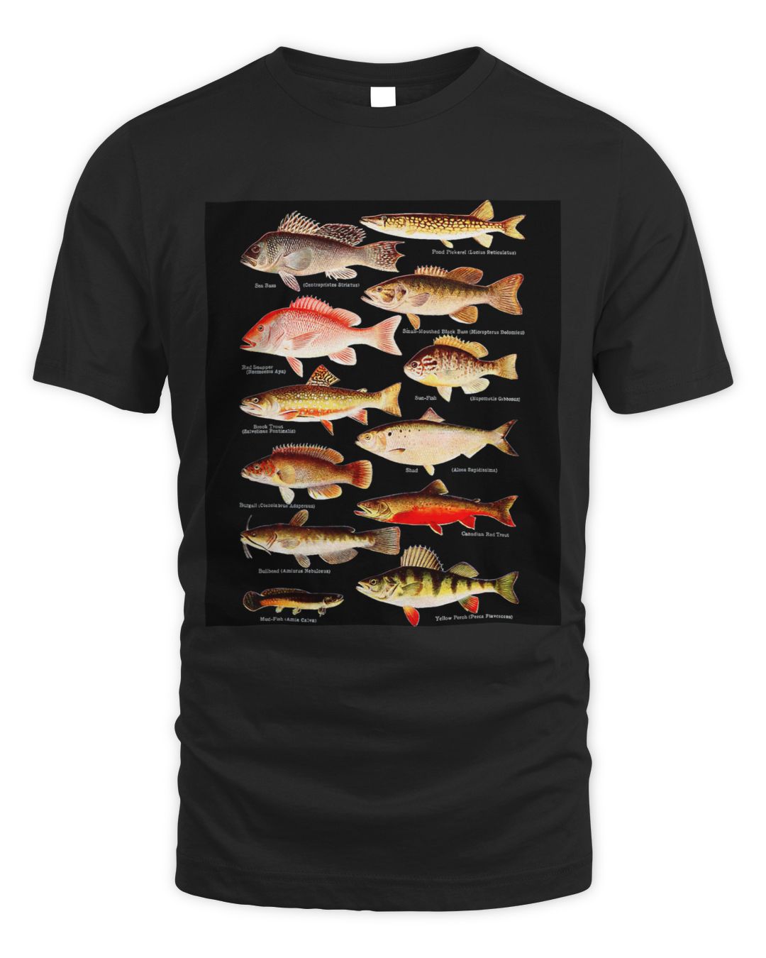 Types Of Freshwater Fish Species Fishing 3 SenPrints