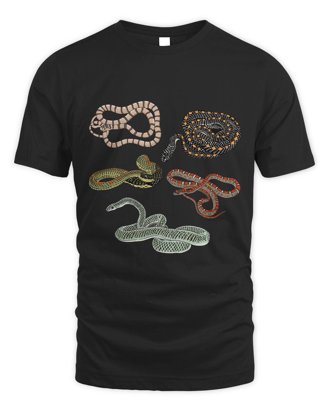Types Of Snakes Chrysopelea Flying Snake Gliding Snakes