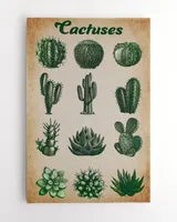 Collection Desert Plants Cactus  Succulent Prickly Spine Cactus Exotic Nature