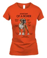 Anatomy Of A Boxer