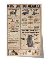 British Shorthair Knowledge