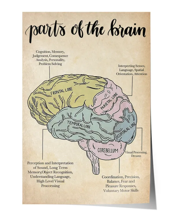 Psychology Parts of The Brain Poster