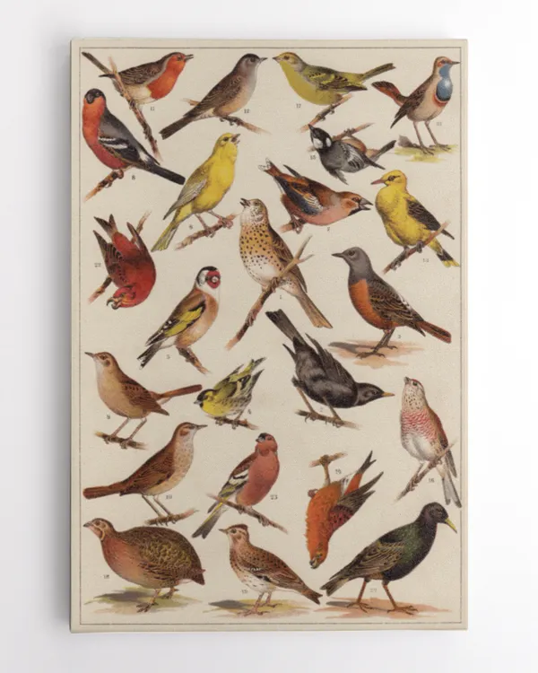 European Songbirds Canvas