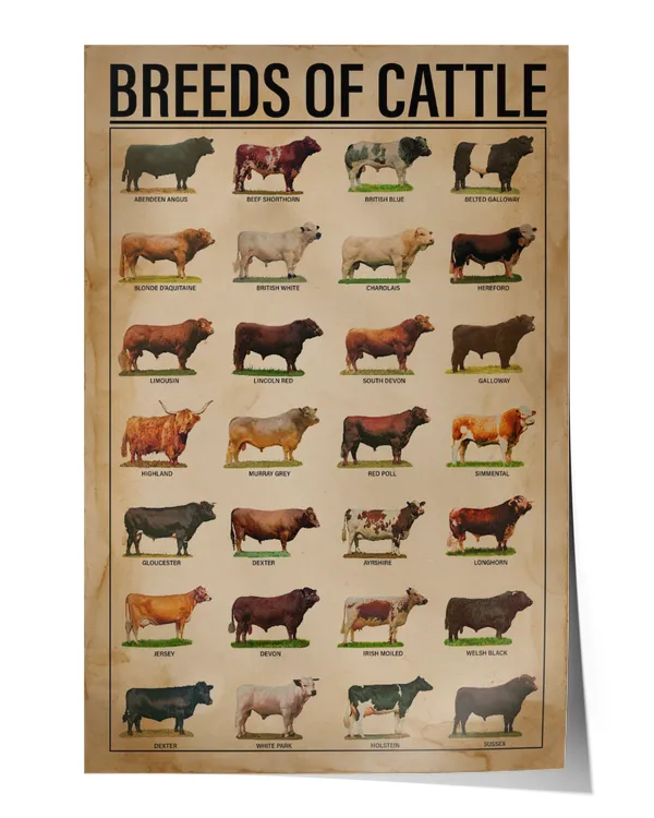 Breeds Of Cattle Print Canvas Wall Art Poster Anniversary Birthday Christmas Housewarming Gift Home Wall Decor Artwork Print Poster Wall Art Print Home Decor Vintage