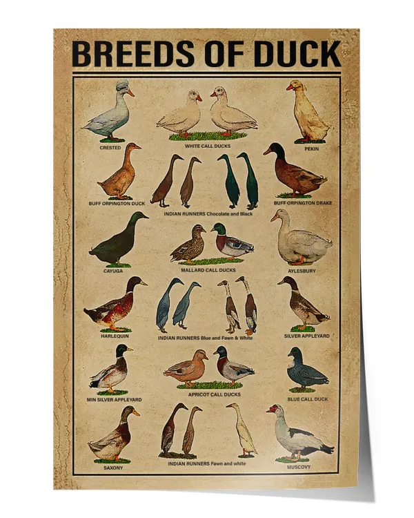 Breeds Of Duck Print Canvas Wall Art Poster House Sign Anniversary Birthday Christmas Housewarming Gift Home Wall Decor Artwork Print Poster Wall Art Print Home Decor Vintage