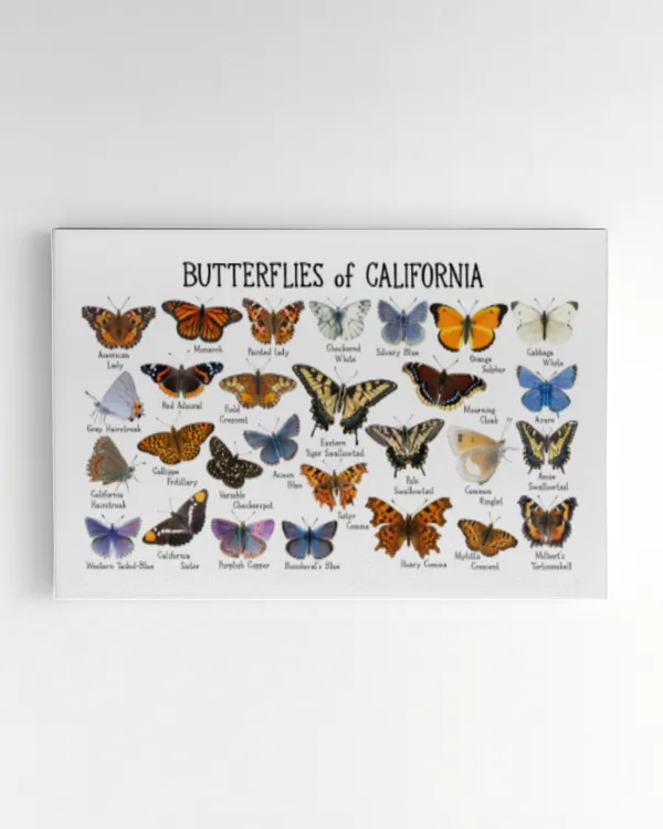 Butterflies of California Art Print
