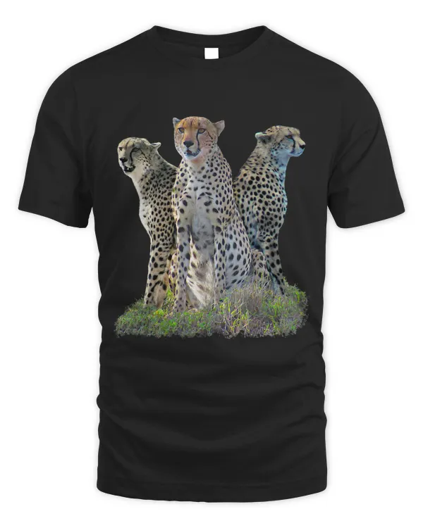 3 Cheetah Cheetah Predatory Cat Cat in Africa