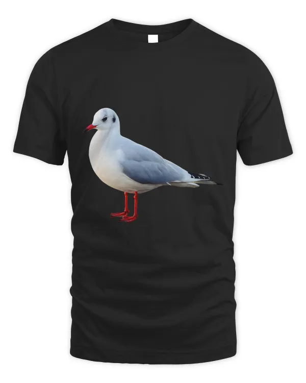 Seagull Beautiful Seagull Bird Ornithology