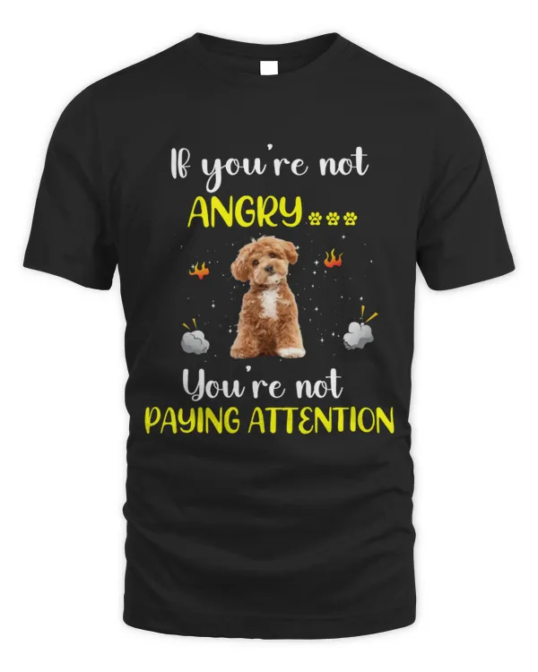 Maltipoo -If you're not angry,You're not paying attention