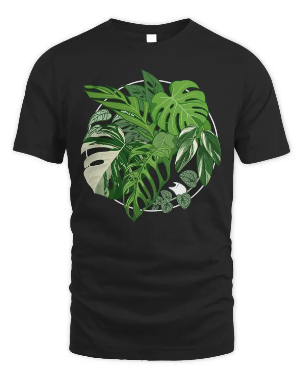 Monstera Species