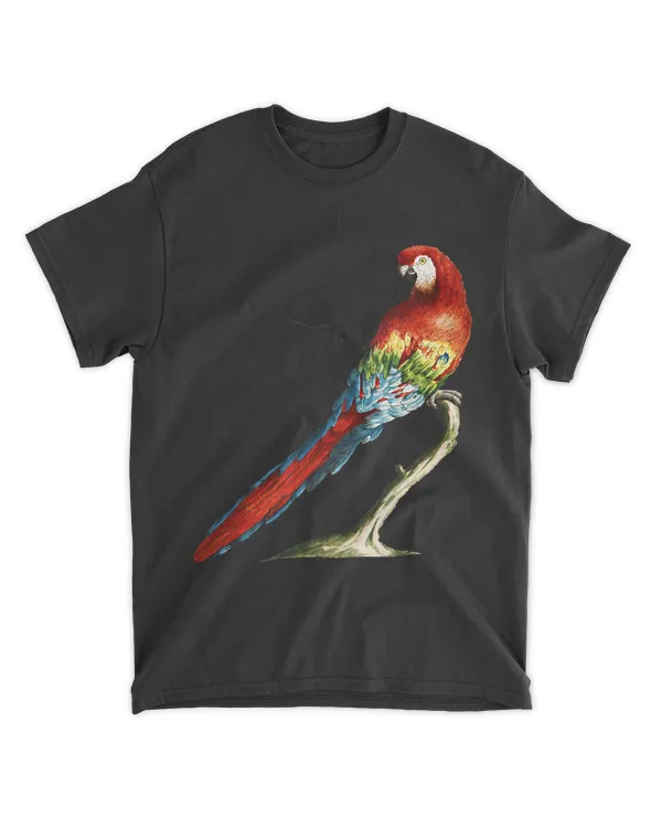 Vintage Macaw Illustration By Saverio Manetti