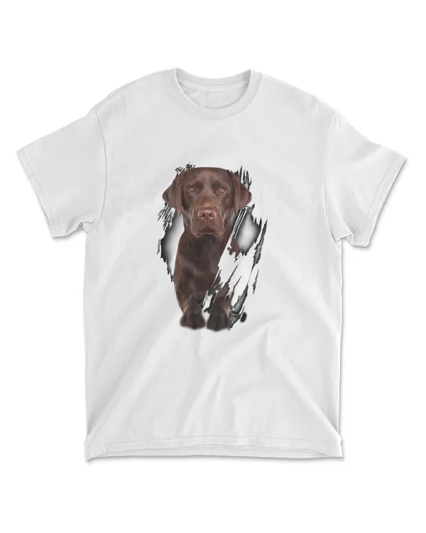 Brown Labrador Inside