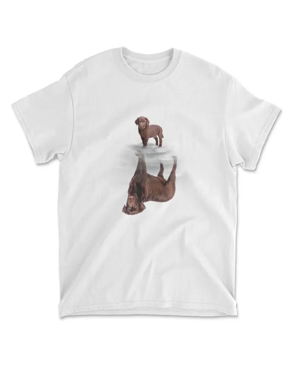 Labrador Chocolate Reflection