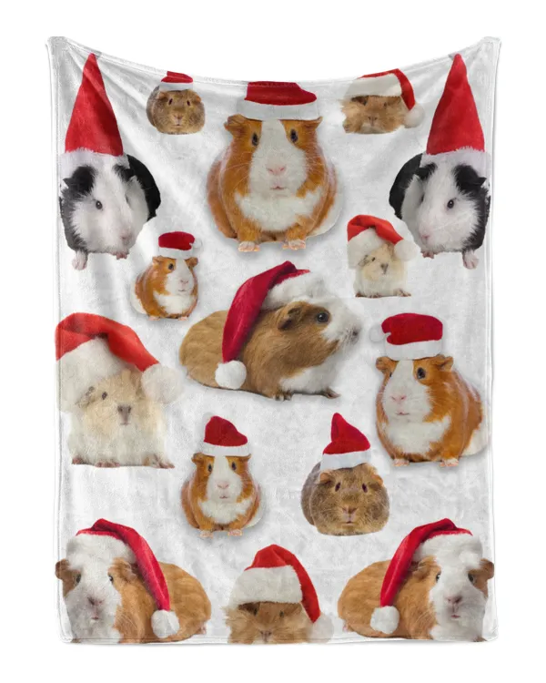 Meerschweinchen/Guinea pig