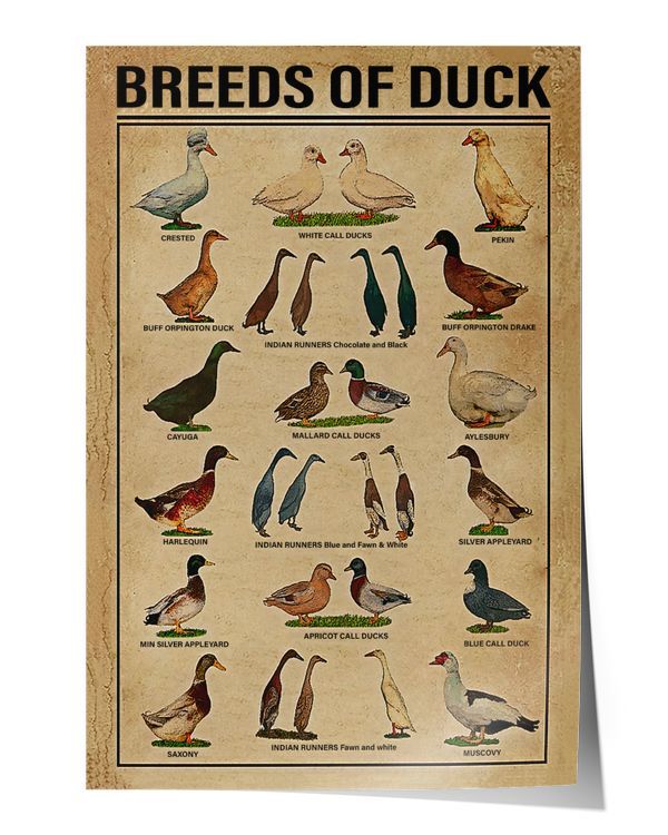 Breeds Of Duck Print Canvas Wall Art Poster House Sign Anniversary Birthday Christmas Housewarming Gift Home Wall Decor Artwork Print Poster Wall Art Print Home Decor Vintage