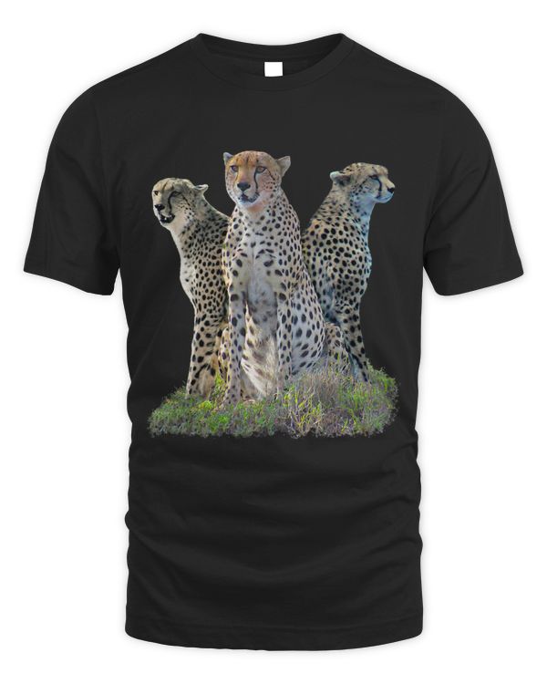 3 Cheetah Cheetah Predatory Cat Cat in Africa