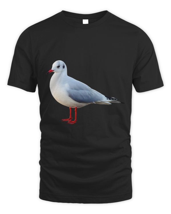 Seagull Beautiful Seagull Bird Ornithology