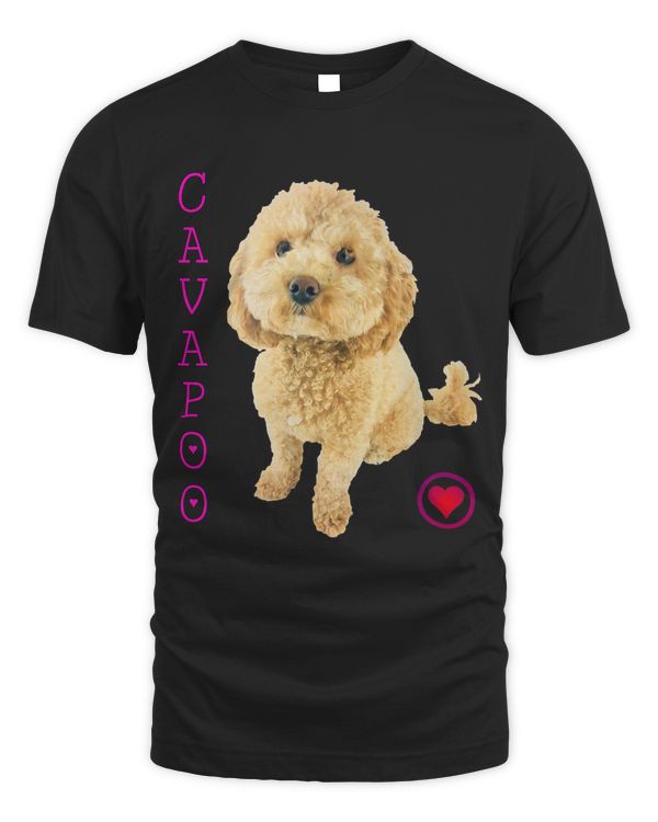 Cavapoo Puppy Dog Poodle cross Noodle Super cute Boodle 421